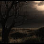 tree sunset stock