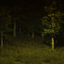dark forest stock
