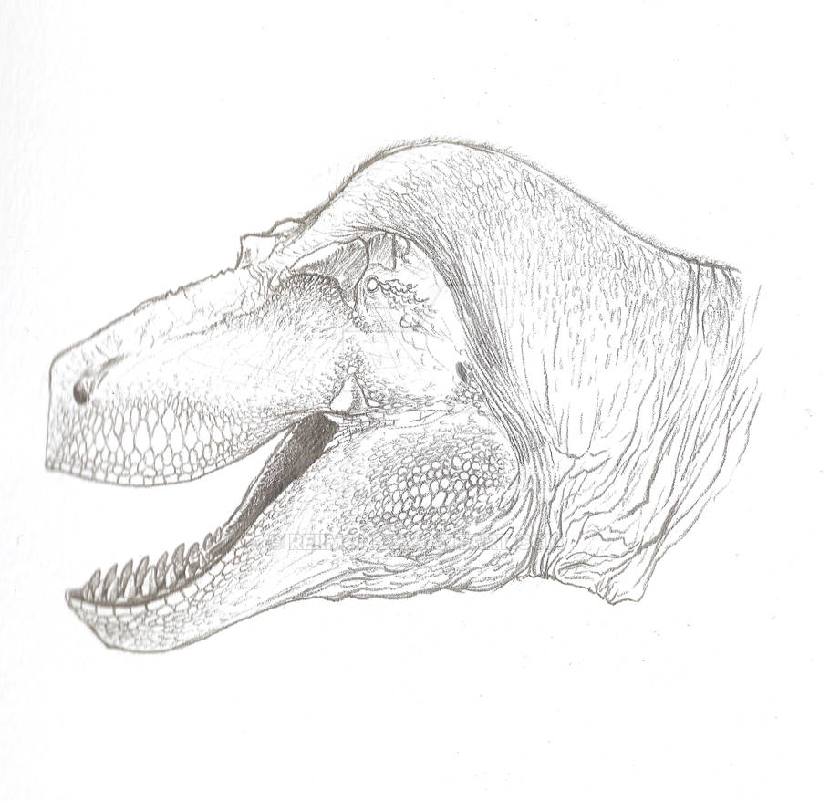 Tyrannosaurus rex head by Reiimon on DeviantArt