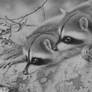 RACOON