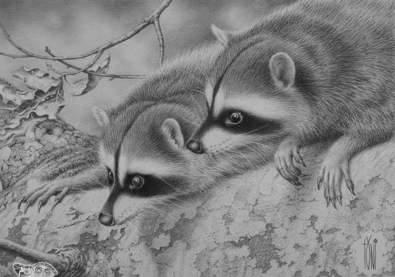 RACOON by toniart57