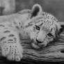 I'am cute