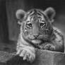 I'am Cute