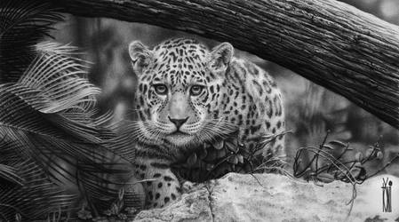 Jaguar by toniart57
