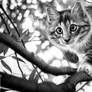 Cattrees