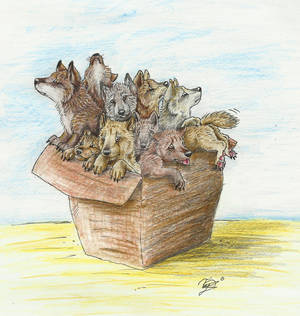 Box of Wolves