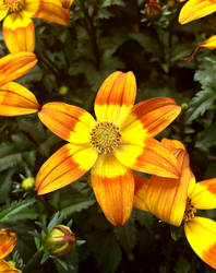 Orange and Yellow Flower