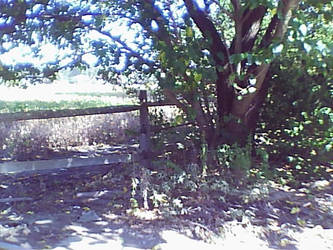 Random fence and tree