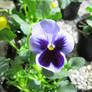 Viola del pensiero