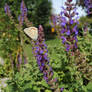 Flower and butterfly