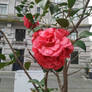 Camelia