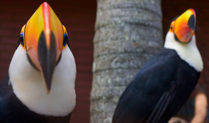 Two Toucans