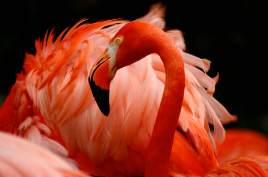 pink flamingo