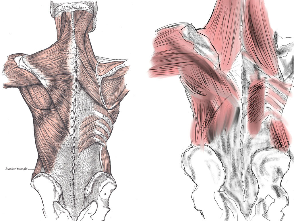 Human Anatomy - Back by victorloco on DeviantArt