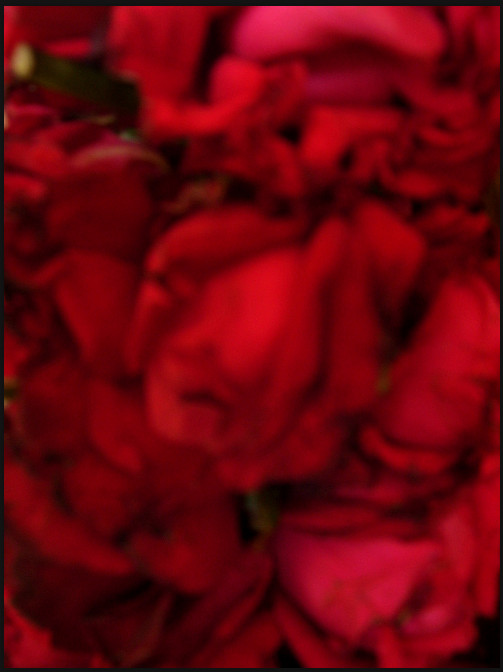 my love is like a red rose