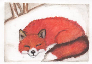 Fox nap