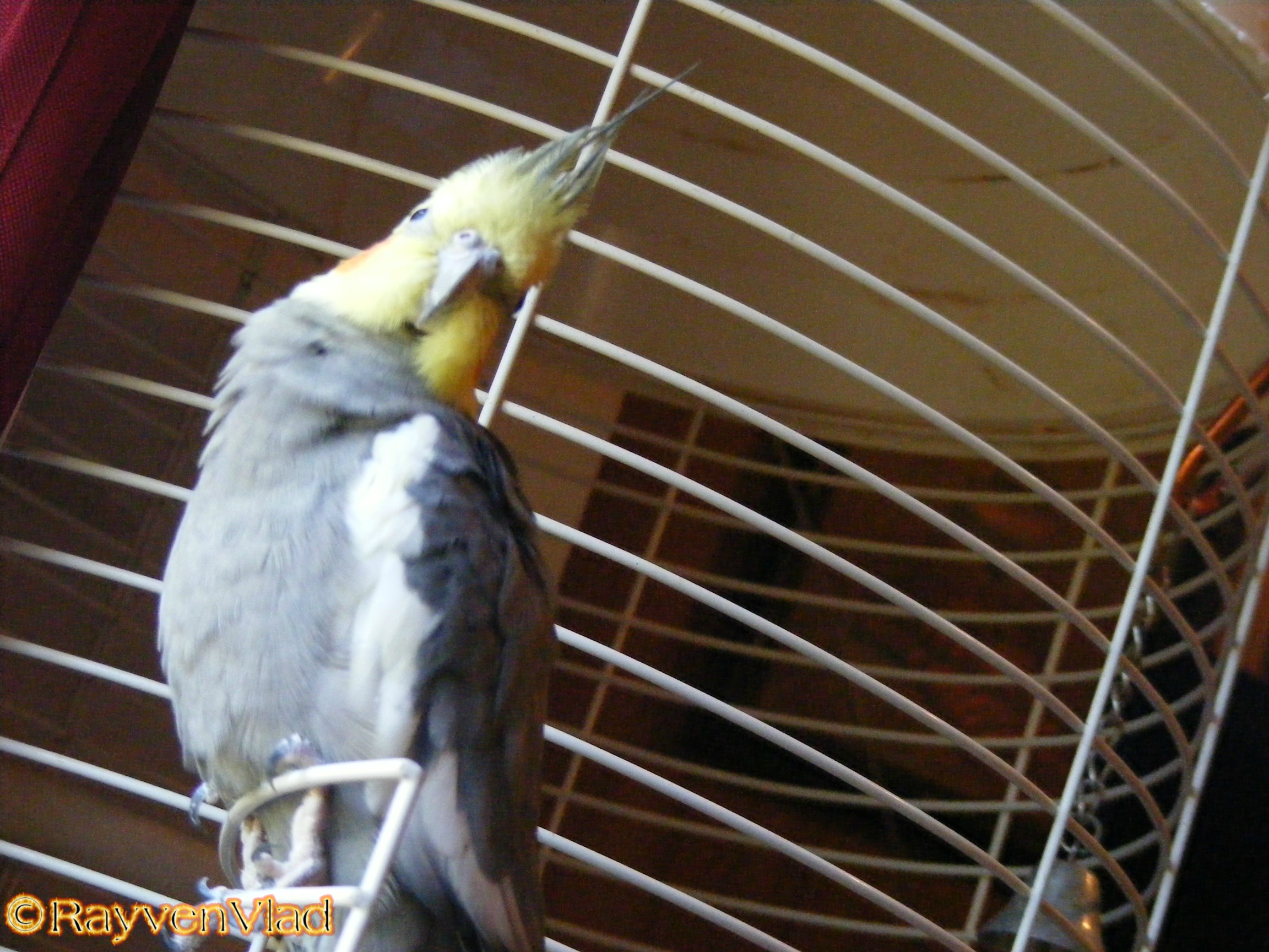 Justin my Cinnamon Grey Cockatiel