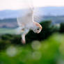 Barn Owl