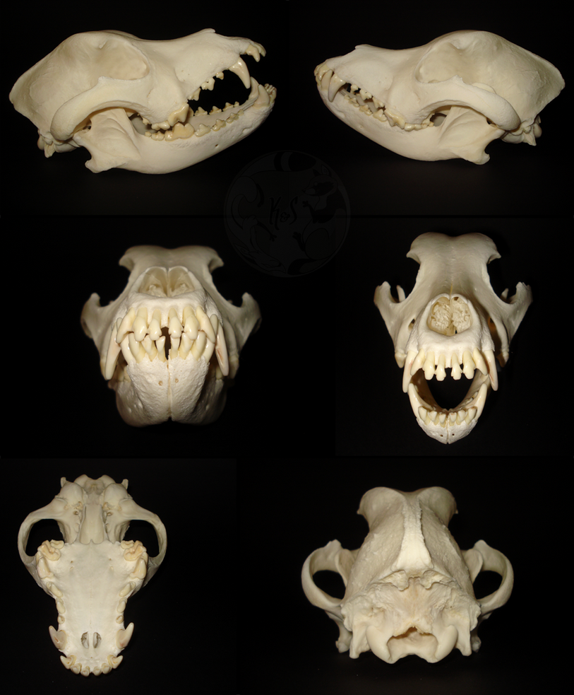 Rottweiler skull sales