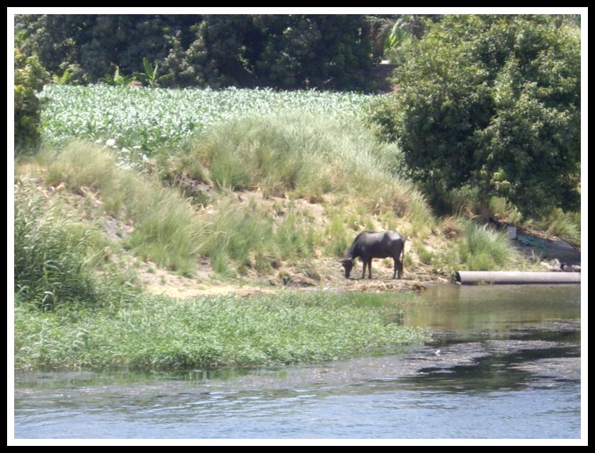 Bull on the Bank