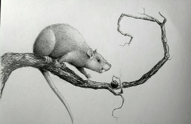 Rat in a tree