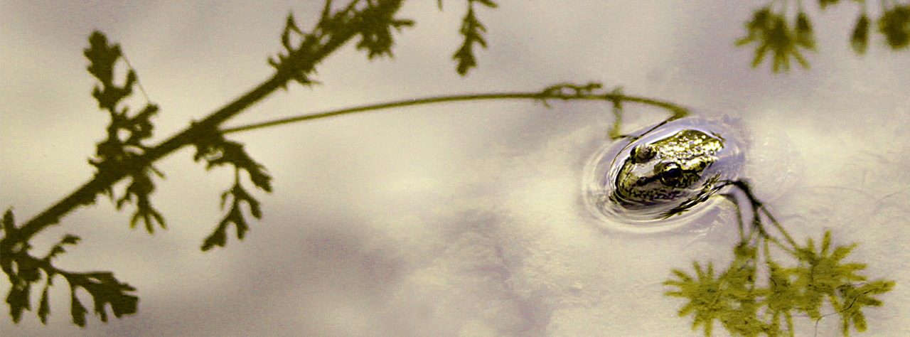 FROG IN REFLECTION