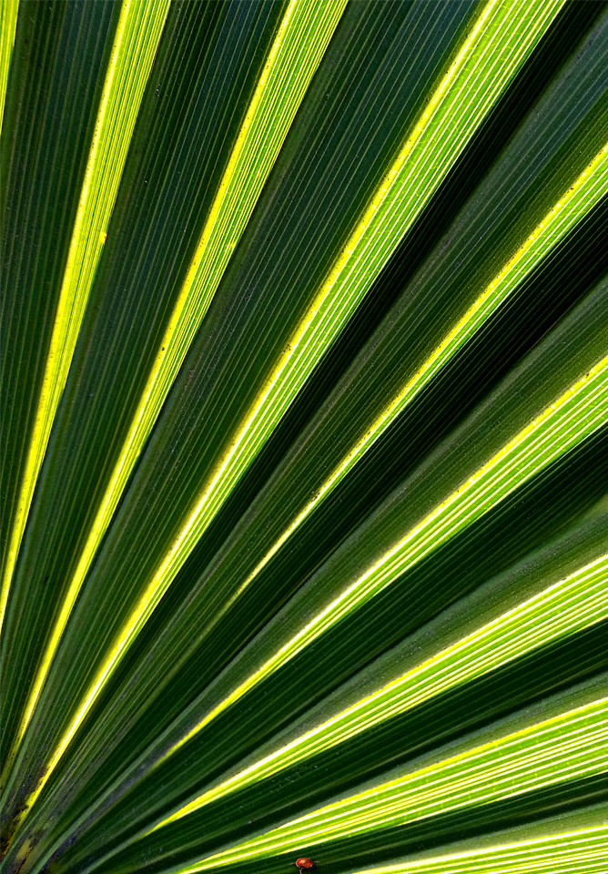 Palm-lines