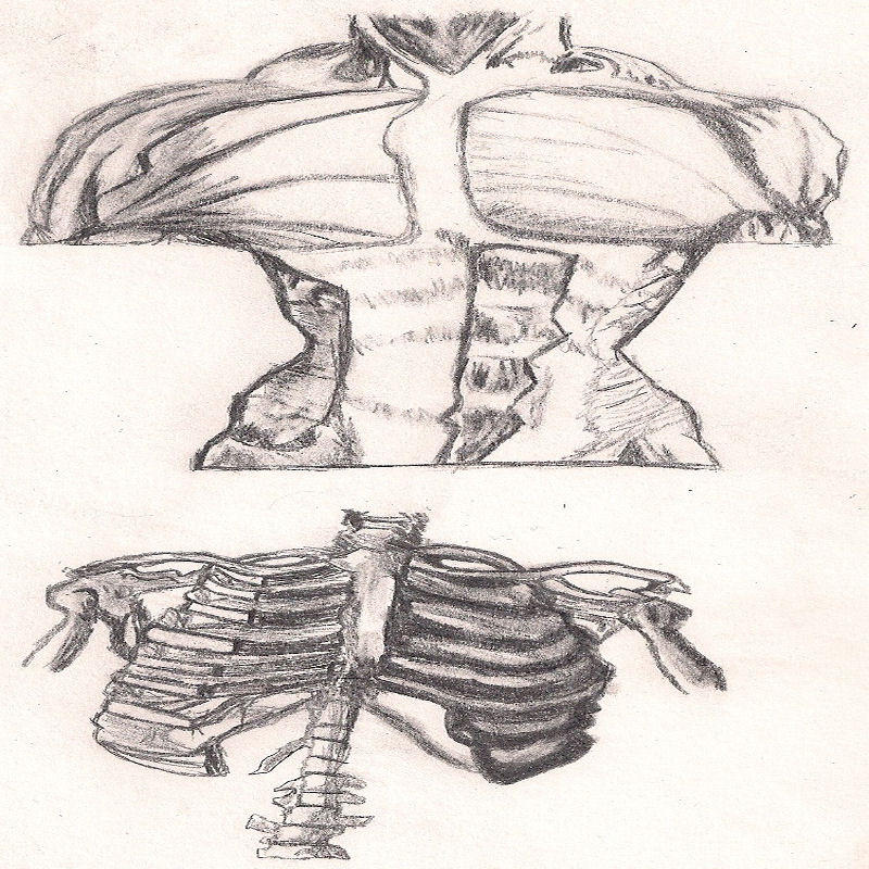 Human Ribs by Yami-Enzeru88 on DeviantArt