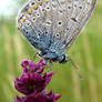 Blue Butterfly Macro