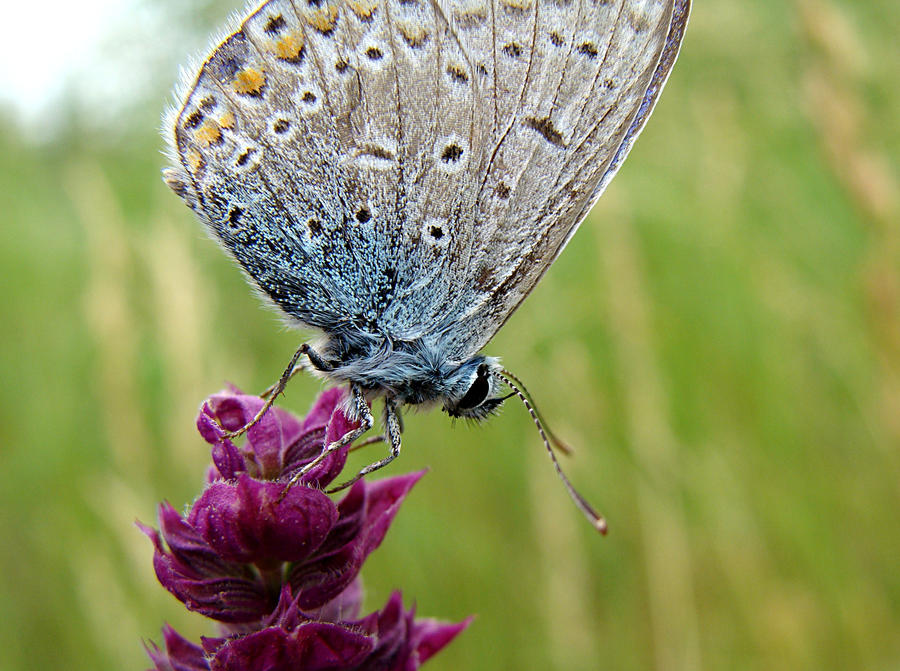 Blue Butterfly Macro