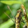 Dragonfly Macro