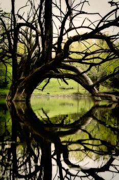 Gnarled Reflection