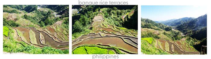 Rice Terraces