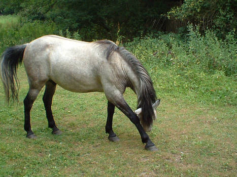 Posing Horse