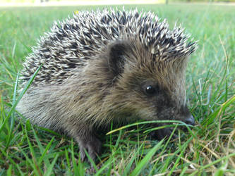 Kleiner Igel - Little Hedgehog