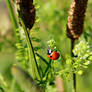 Ladybird and green