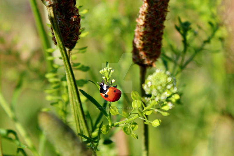 Ladybird and green