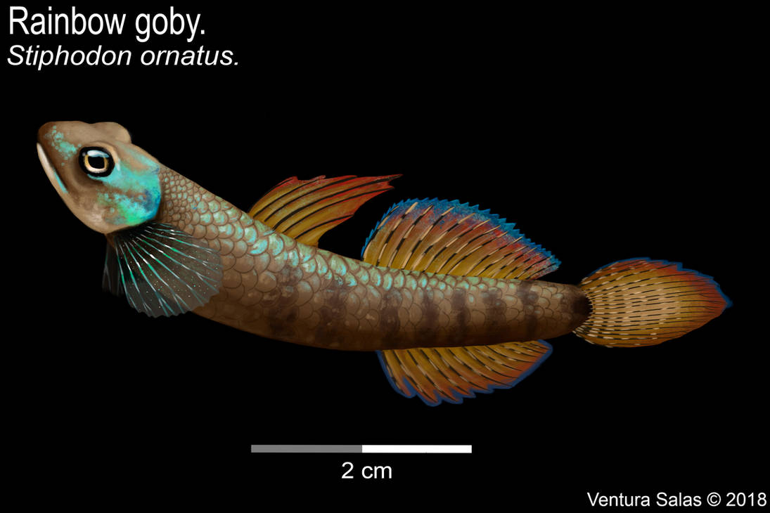 Rainbow goby by VenturaSalas on DeviantArt