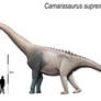 Camarasaurus supremus.