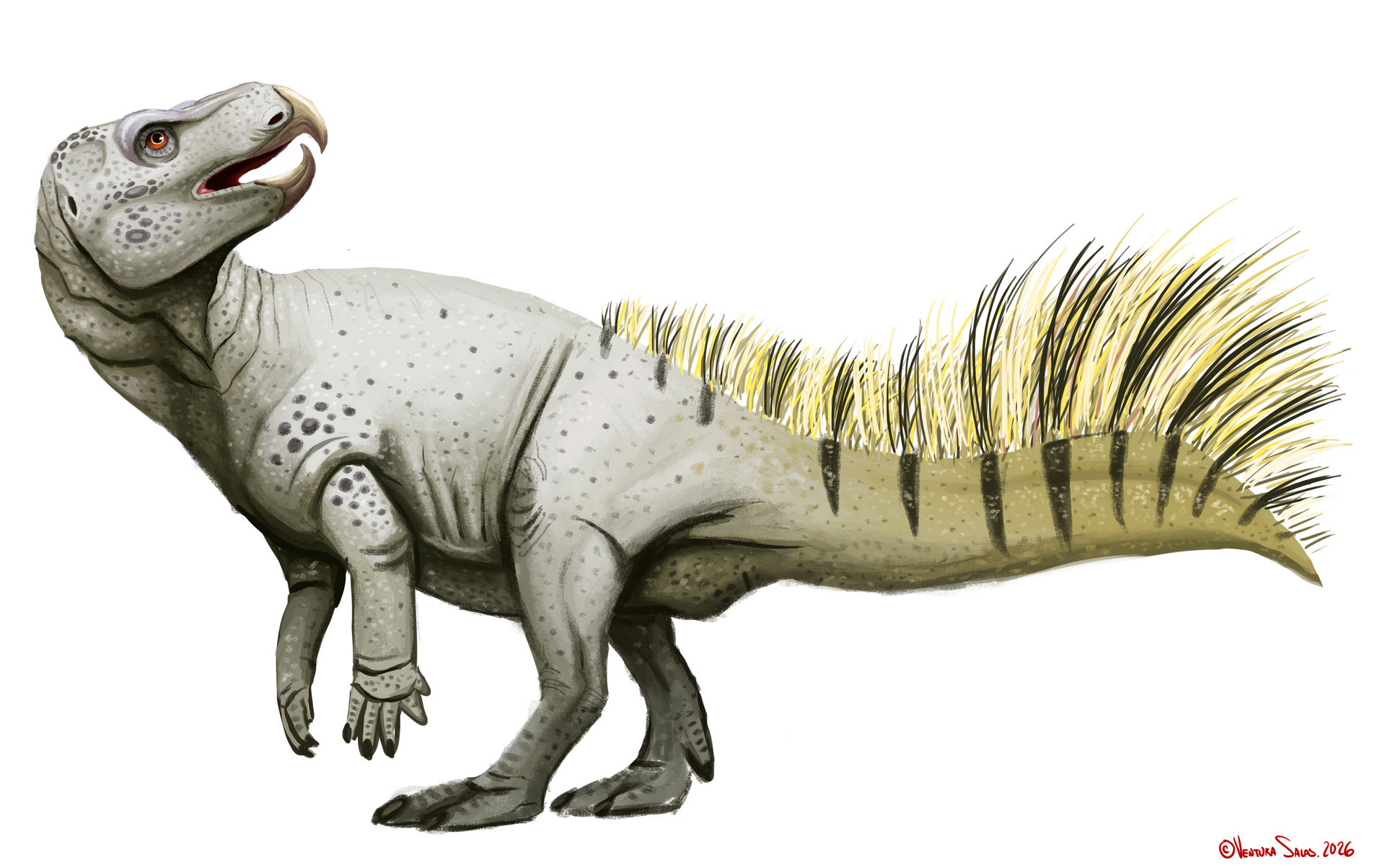 Ajkaceratops By VenturaSalas On DeviantArt ajkaceratops-by-venturasalas-on-deviantart