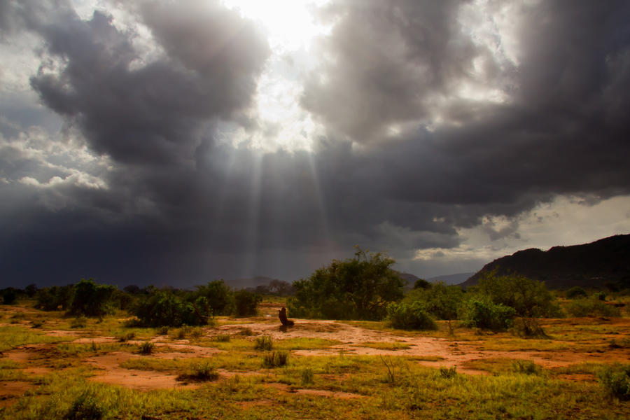 After the rain in the savanna