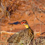 Yellow Necked Spur Fowl