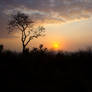 Sunset over the Savanna I