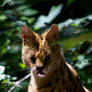 Cheeky Serval