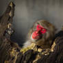 Monkey in Red ... it's just you and me