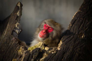 Monkey in Red ... it's just you and me by DeviantTeddine