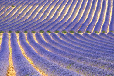 Lavender Craze II by DeviantTeddine