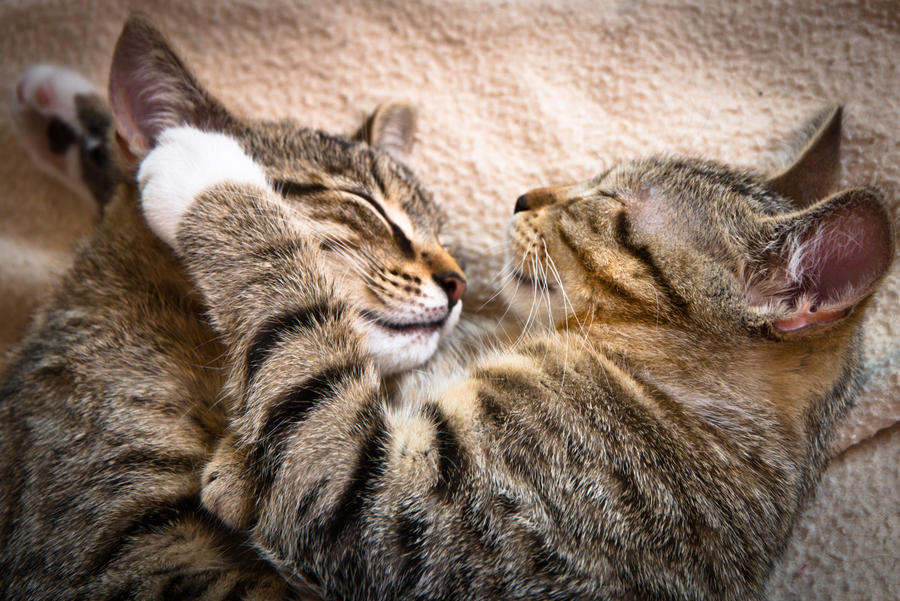 Happy World Cat Day by DeviantTeddine Happy World Cat Day by DeviantTeddine