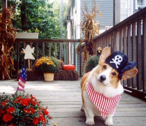 Pirate Corgi