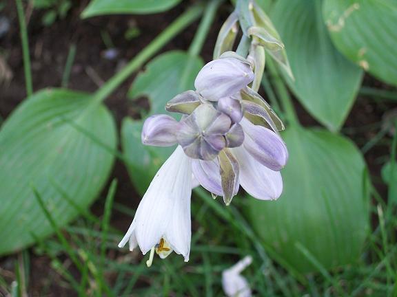 Lavender Flower